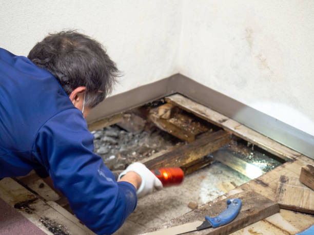 Best Mold Removal Company Near Me  in Belvidere, NJ