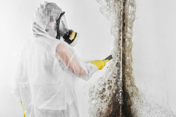 Best Certified Mold Removal  in Belvidere, NJ