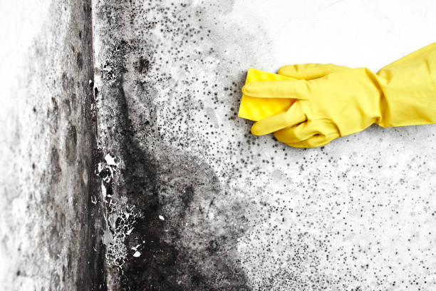 Best Mold Cleaning Services  in Belvidere, NJ