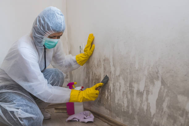 Best Same-Day Mold Removal  in Belvidere, NJ