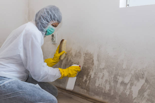 Best Mold Removal Company Near Me  in Belvidere, NJ