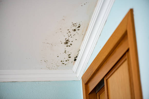 Best Mold Removal Specialists  in Belvidere, NJ