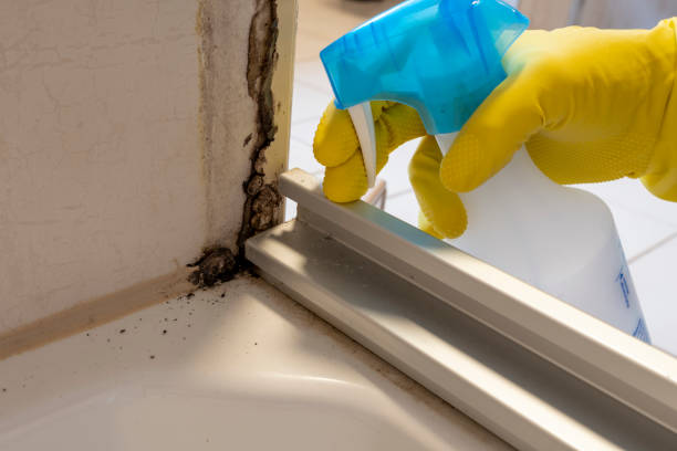 Best Attic Mold Removal  in Belvidere, NJ