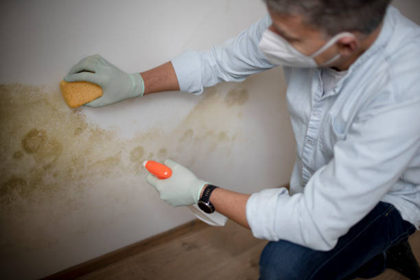 Best Residential Mold Removal  in Belvidere, NJ