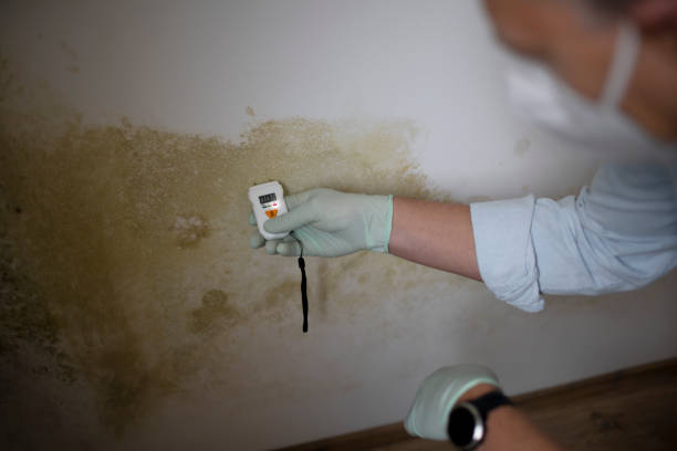 Best Certified Mold Removal  in Belvidere, NJ