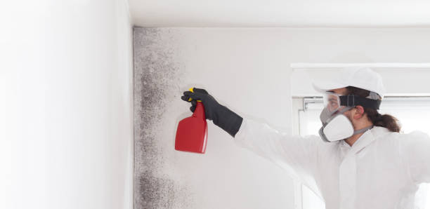 Best Mold Cleaning Services  in Belvidere, NJ