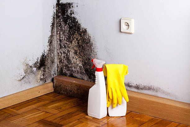 Best Water Damage Restoration  in Belvidere, NJ