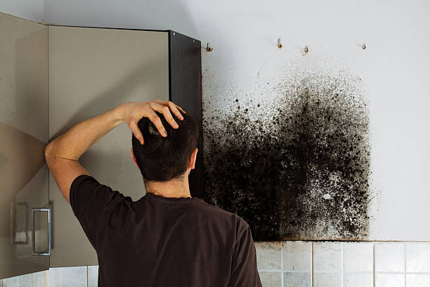 Best Mold Cleaning Services  in Belvidere, NJ