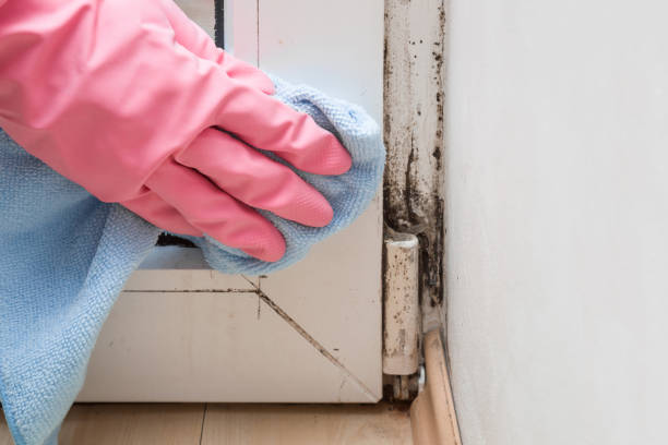 Best Commercial Mold Removal  in Belvidere, NJ