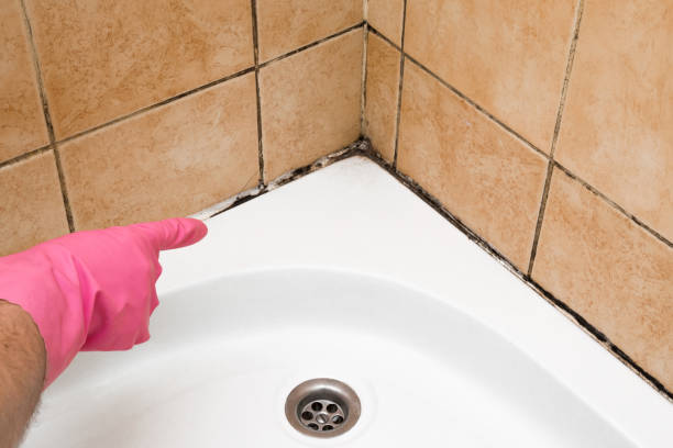 Best Mold Removal Near Me  in Belvidere, NJ